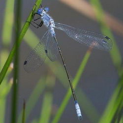 Lestes macrostigma
